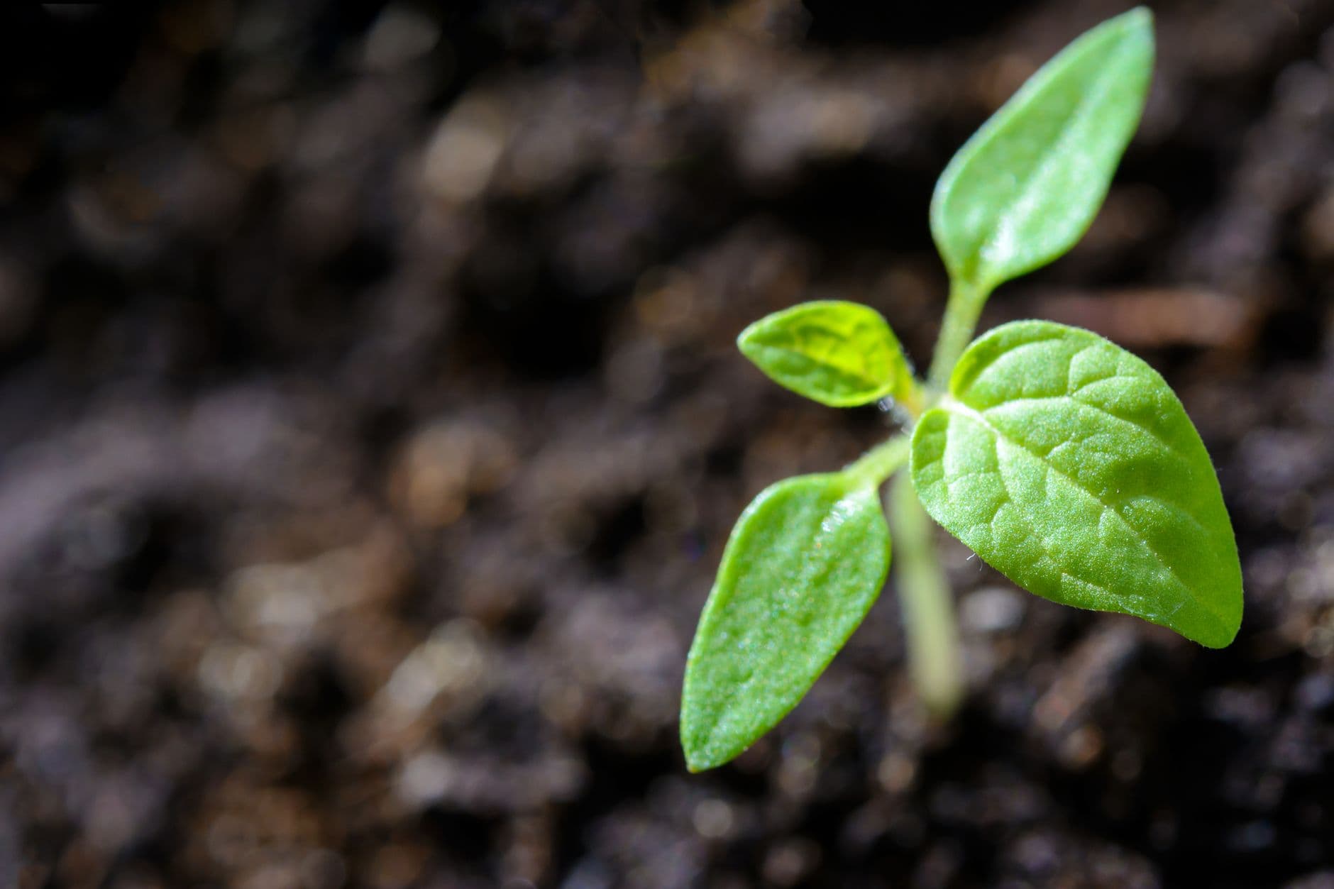 Seedstrapping: jak vybudovat SaaS firmu na jednom kole